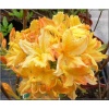 Rhododendron Gold Topaz - Azalea Gold Topaz - Azalia Gold Topaz - żółto-pomarańczowe C3 30-50cm 