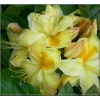 Rhododendron Golden Sunset - Azalea Golden Sunset - Azalia Golden Sunset - żółte C5 20-60cm
