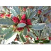 Rhododendron Hot Shot Variegata - Azalea Hot Shot Variegata - Azalia Hot Shot Variegata - czerwone, obrzeżone liście C2 20-40cm xxxy
