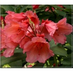 Rhododendron Old Copper - Azalea Old Copper - Azalia Old Copper - miedziano-pomarańczowe C5 20-60cm