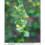 Ribes alpinum - Porzeczka alpejska C2 40-60cm