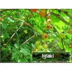 Ribes alpinum - Porzeczka alpejska C2 40-60cm