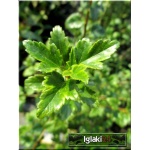 Ribes alpinum Schmidt - Porzeczka alpejska Schmidt C2 40-60cm