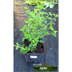 Ribes alpinum Schmidt - Porzeczka alpejska Schmidt C2 40-60cm
