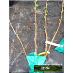 Ribes nigrum Titania - Porzeczka Czarna Titania f. krzaczasta balotowana 40-70cm 