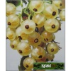 Ribes niveum Blanca - Porzeczka biała Blanca f. krzaczasta balotowana 40-70cm 