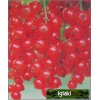 Ribes rubrum Detvan - Porzeczka czerwona Detvan PA C3 80-90cm