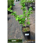 Ribes uva-crispa Biały Triumf - Agrest Biały Triumf f. krzaczasta C2 15-40cm