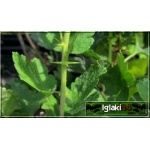 Ribes uva-crispa Biały Triumf - Agrest Biały Triumf f. krzaczasta C2 15-40cm