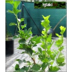 Ribes uva-crispa Biały Triumf - Agrest Biały Triumf f. krzaczasta balotowana 20-40cm