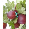 Ribes uva-crispa Captivator - Agrest Captivator - bezkolcowy f. krzaczasta C2 40-60cm 
