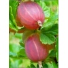 Ribes uva-crispa Czerwony Triumf - Agrest Czerwony Triumf f.krzaczasta balotowana 20-40cm