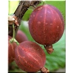 Ribes uva-crispa Hinnonmaki rot - Agrest Czerwony Hinnonmaki rot PA balotowana 70-90cm