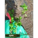 Ribes uva-crispa Hinnonmaki rot - Agrest Czerwony Hinnonmaki rot f. krzaczasta balotowana 20-40cm