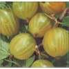 Ribes uva-crispa Hinnonmaki Gelb - Agrest Hinnonmaki Gelb f. krzaczasta balotowana 20-40cm
