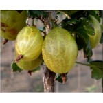 Ribes uva-crispa Invicta - Agrest Invikta f.krzaczasta C2 20-40cm