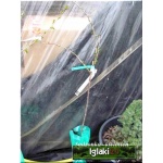 Ribes uva-crispa Invicta - Agrest Invikta PA balotowana 70-90cm