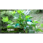 Ribes uva-crispa Mucurines - Agrest Mucurines PA balotowana 70-90cm 