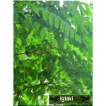 Robinia pseudoacacia Umbraculifera - Robinia akacjowa Umbraculifera ob. 8-10 C_15 _180-300cm