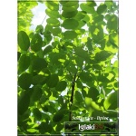 Robinia pseudoacacia Umbraculifera - Robinia akacjowa Umbraculifera C7,5 _150-200cm