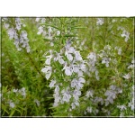 Rosmarinus officinalis - Rozmaryn lekarski - zioło - fioletowy, wys 40, kw 7/8 FOTO