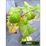 Rubus idaeus - Malina Mojej Babci - owocuje prawie jak Laszk FOTO 