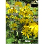 Rudbeckia fulgida - Rudbekia błyskotliwa - żółte, pomarańczowe, wys 150, kw 7/9 FOTO