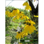 Rudbeckia fulgida - Rudbekia błyskotliwa - żółte, pomarańczowe, wys 150, kw 7/9 FOTO