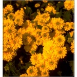 Rudbeckia laciniata Goldquelle - Rudbekia naga Goldquelle - żółte, wys. 80, kw 7/9 FOTO