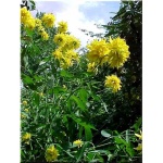 Rudbeckia laciniata Hortensia - Rudbekia naga Hortensia - żółte, wys. 150, kw. 7/9 FOTO zzzz