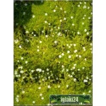 Sagina subulata Aurea - Karmik ościsty Aurea - żółty, biały kwiat, wys 5, kw 6/7 FOTO