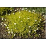 Sagina subulata Aurea - Karmik ościsty Aurea - żółty, biały kwiat, wys 5, kw 6/7 FOTO