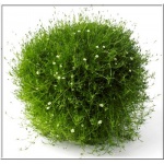 Sagina subulata Green Moss - Karmik ościsty Green Moss - zielony, białe kwiaty, wys. 5, kw. 6/7 FOTO