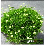 Sagina subulata - Karmik ościsty - zielony, biały kwiat, wys 5, kw 6/7 FOTO