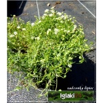 Sagina subulata - Karmik ościsty - zielony, biały kwiat, wys 5, kw 6/7 C0,5  