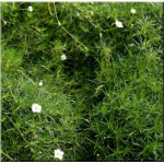 Sagina subulata Supreme - Karmik ościsty Supreme - zielony, białe kwiaty, wys. 10, kw. 6/7 FOTO
