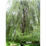 Salix alba Tristis - Wierzba biała płacząca - Salix sepulcralis Chrysocoma - Wierzba nagrobna Chrysocoma FOTO