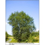 Salix caprea - Wierzba Iva FOTO 
