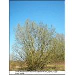 Salix caprea - Wierzba Iva FOTO 