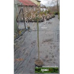 Salix caprea - Wierzba Iva PA C3 60-140cm 