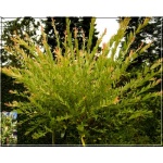 Salix integra Hakuro-nishiki - Wierzba całolistna Hakuro-nishiki PA FOTO