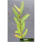 Salix integra Hakuro-nishiki - Wierzba całolistna Hakuro-nishiki f. C2 20-60cm