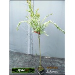 Salix integra Hakuro-nishiki - Wierzba całolistna Hakuro-nishiki PA C3 100-125