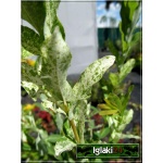 Salix integra Hakuro-nishiki - Wierzba całolistna Hakuro-nishiki PA C3 100-125