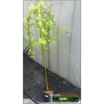 Salix integra Pendula - Wierzba całolistna Pendula FOTO