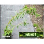 Salix sepulcralis Erythroflexuosa - Wierzba płacząca Erythroflexuosa - Wierzba płacząca Argentyńska C1 20-40cm