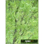 Salix sepulcralis Erythroflexuosa - Wierzba płacząca Erythroflexuosa - Wierzba płacząca Argentyńska C1 20-40cm