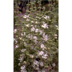 Salvia argentea - Szałwia srebrzysta - białe, wys. 65, kw 7/8 FOTO