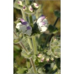 Salvia argentea - Szałwia srebrzysta - białe, wys. 65, kw 7/8 FOTO
