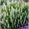 Salvia nemorosa Salute White - Szałwia omszona Salute White - białe, wys. 25, kw. 5/6 FOTO